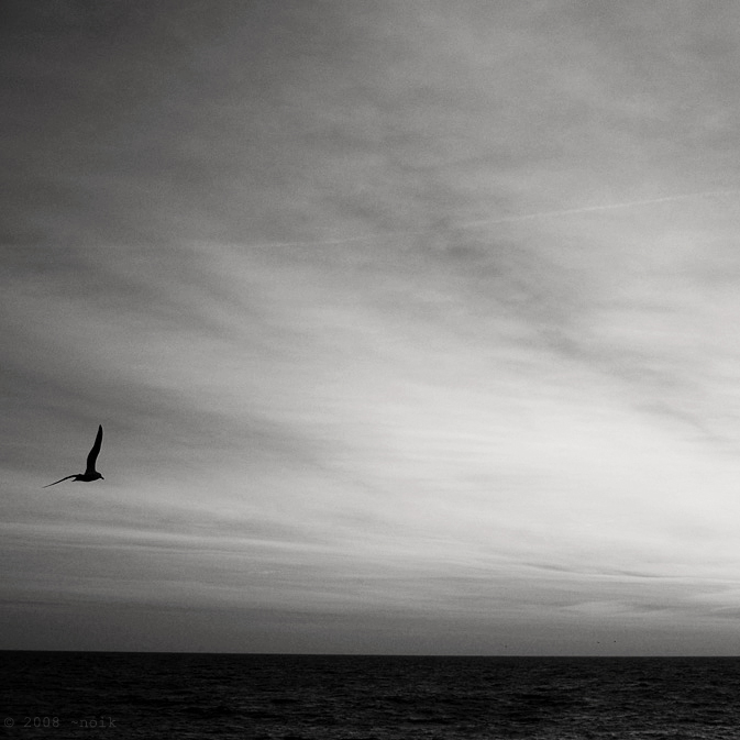 The seagull